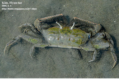 Macrophthalmus japonicus