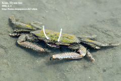 Macrophthalmus japonicus