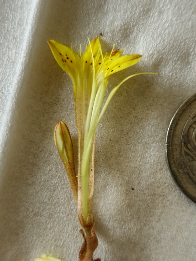Pistorinia breviflora