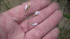 Heliophila linearis linearifolia
