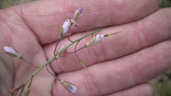 Heliophila linearis linearifolia
