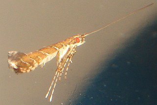 Deoptilia