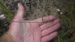 Heliophila linearis linearifolia