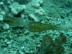 Solenostomus cyanopterus