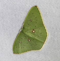 Comostola leucomerata