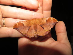 Goodia kuntzei