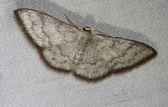 Idaea coercita