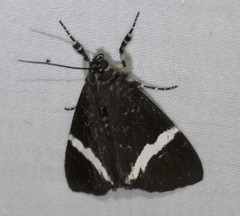 Coenotoca subaspersa