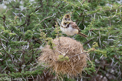 Trachyphonus darnaudii usambiro