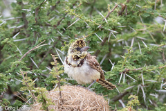 Trachyphonus darnaudii usambiro