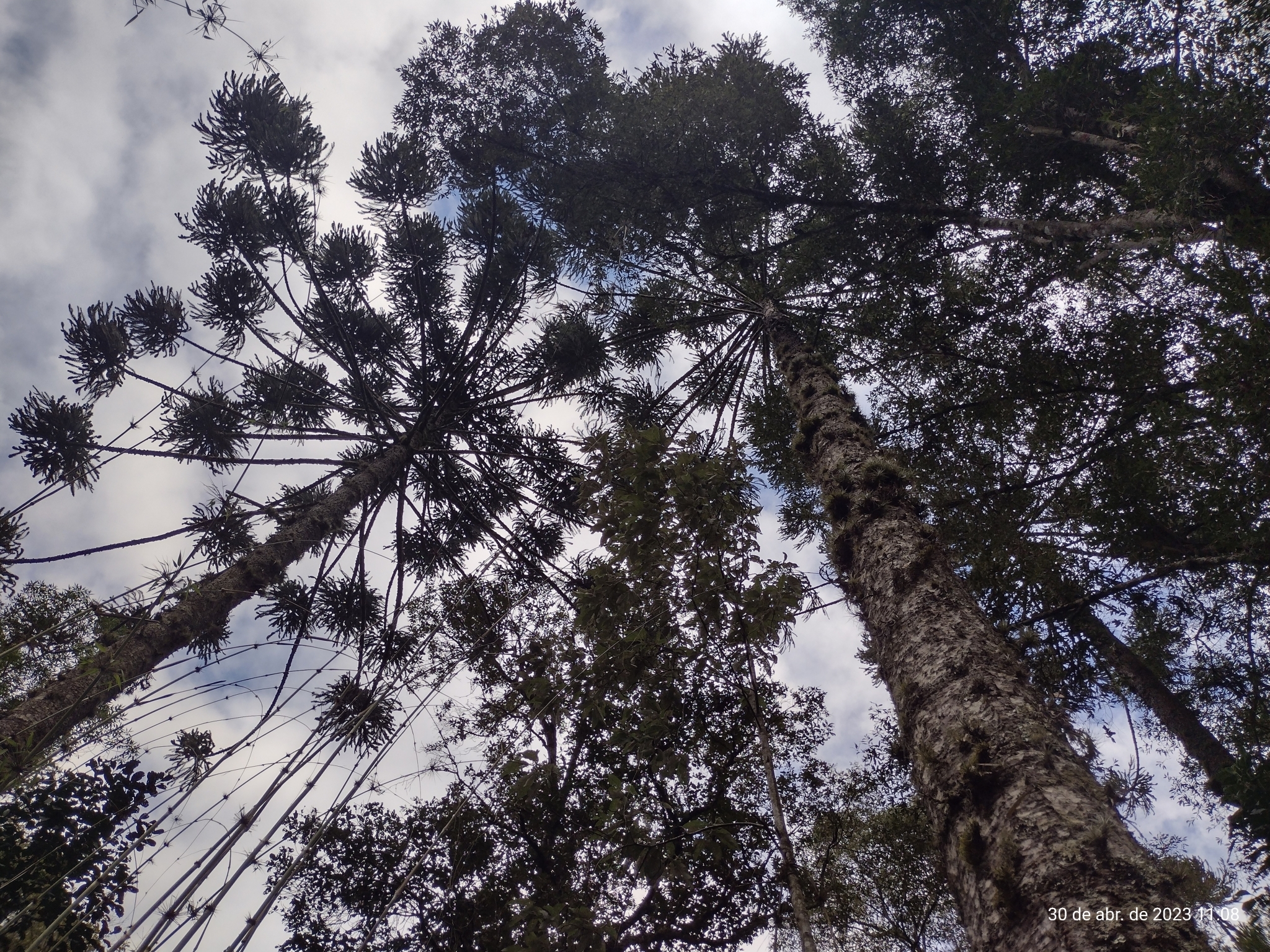 Araucaria angustifolia