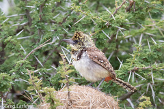 Trachyphonus darnaudii usambiro