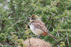 Trachyphonus darnaudii usambiro