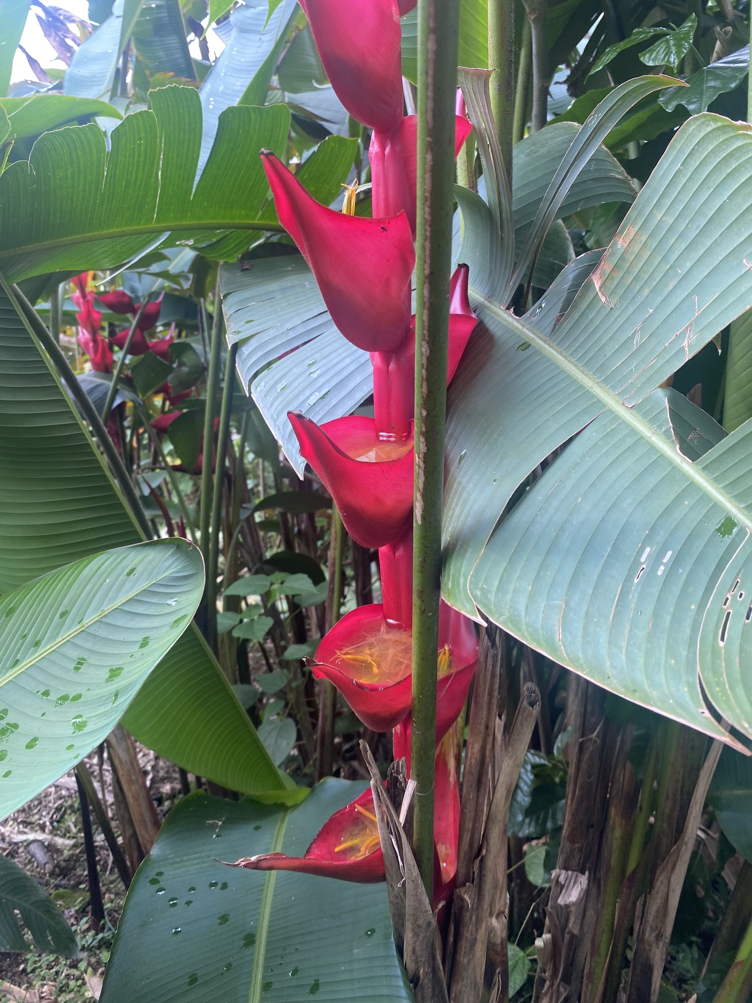 Heliconia bourgaeana Petersen