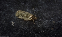 Barea subviridella