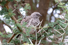 Histurgops ruficauda