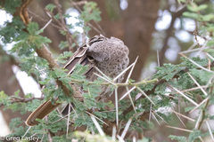 Histurgops ruficauda