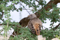 Histurgops ruficauda