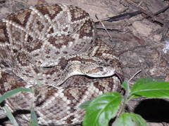 Crotalus durissus