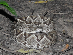 Crotalus durissus