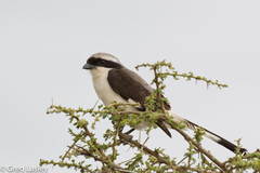 Lanius excubitoroides