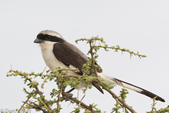 Lanius excubitoroides