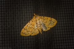 Conogethes