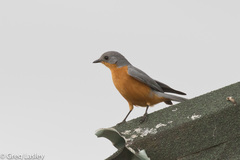 Melaenornis semipartitus