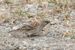 Passer rufocinctus