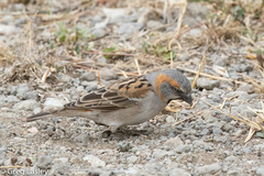 Passer rufocinctus