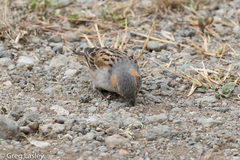 Passer rufocinctus