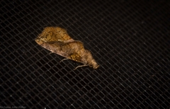 Plusiodonta arctipennis