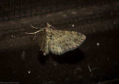 Chloroclystis mniochroa