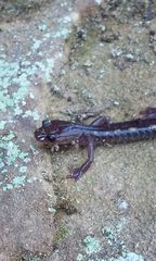 Plethodon pauleyi