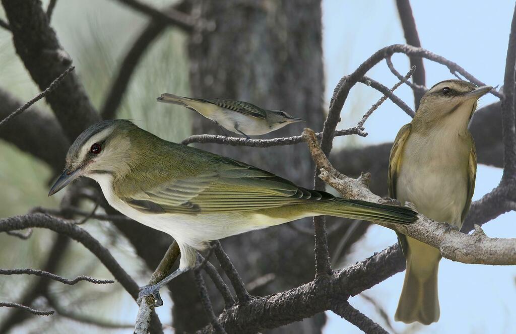 Black-Whiskered Vireo