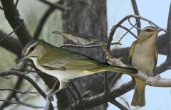 Black-Whiskered Vireo photo 1