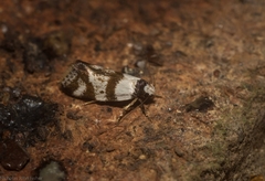 Isomoralla gephyrota