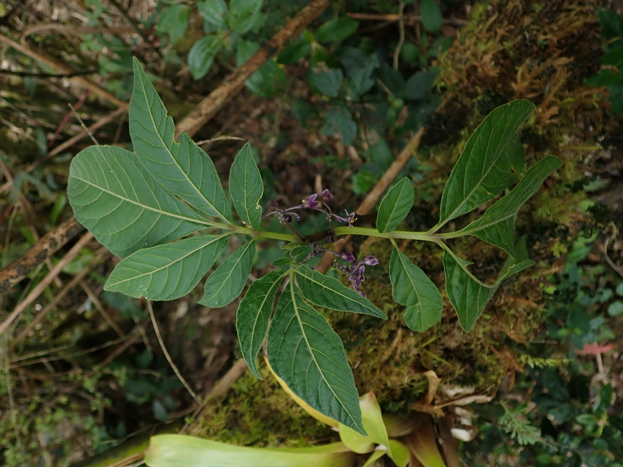 Solanum savanillense