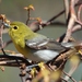 Yellow-throated Vireo - Photo (c) Mdf, some rights reserved (CC BY-SA)