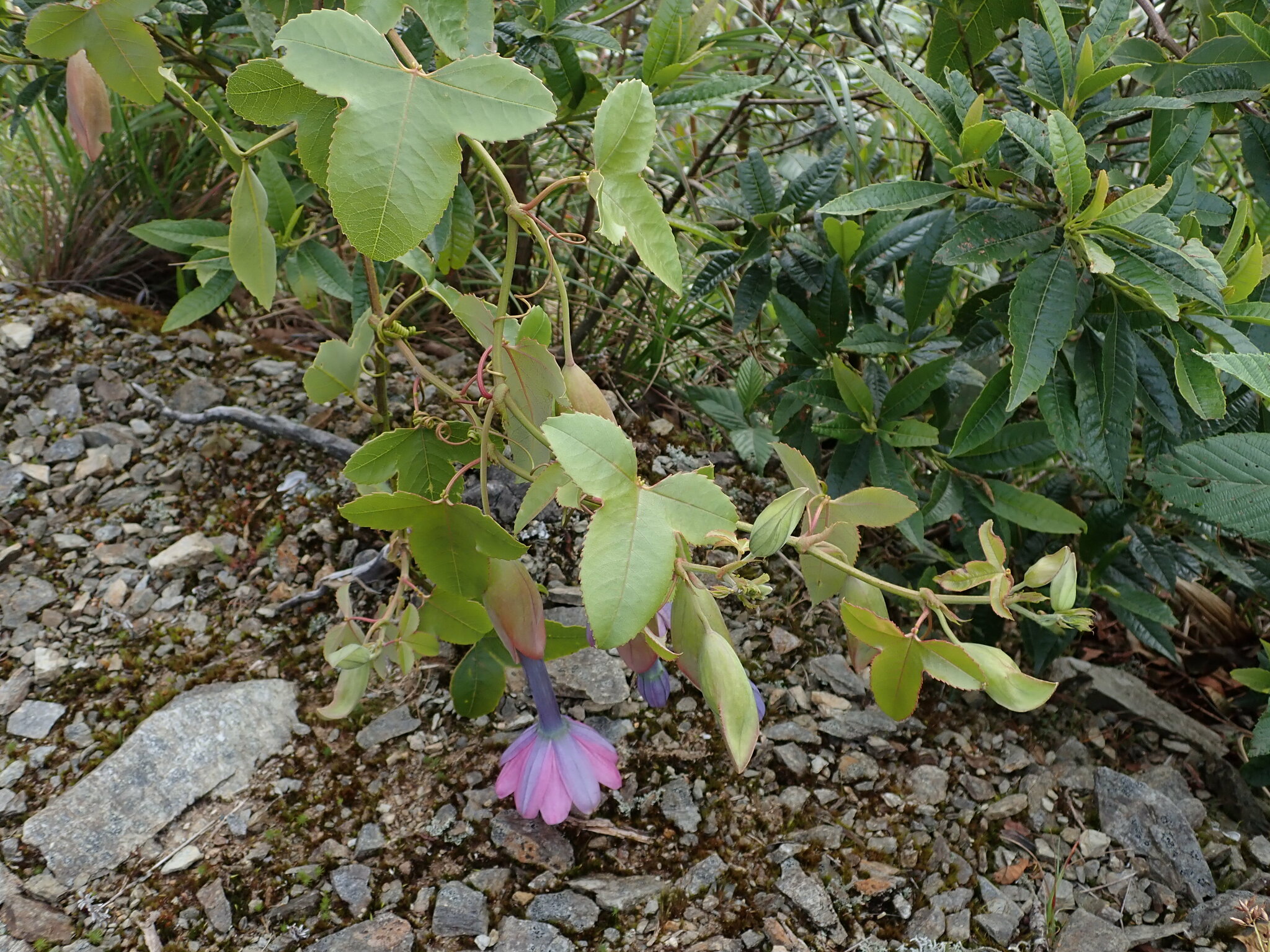 Passiflora cumbalensis image