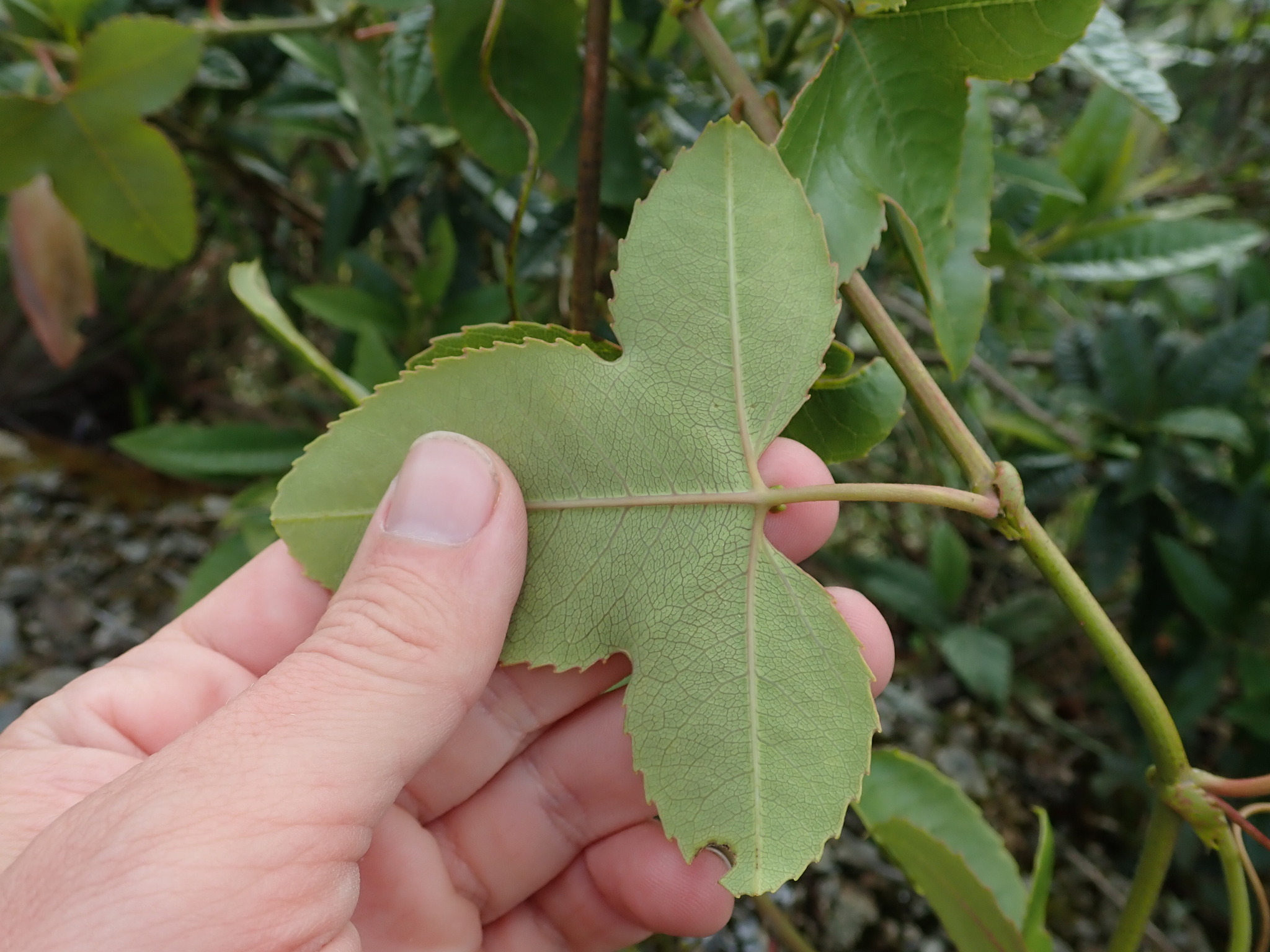 Passiflora cumbalensis image