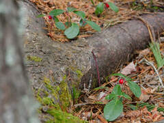 Gaultheria procumbens image