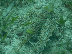 Dactyloptena orientalis