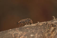 Sipalinus gigas