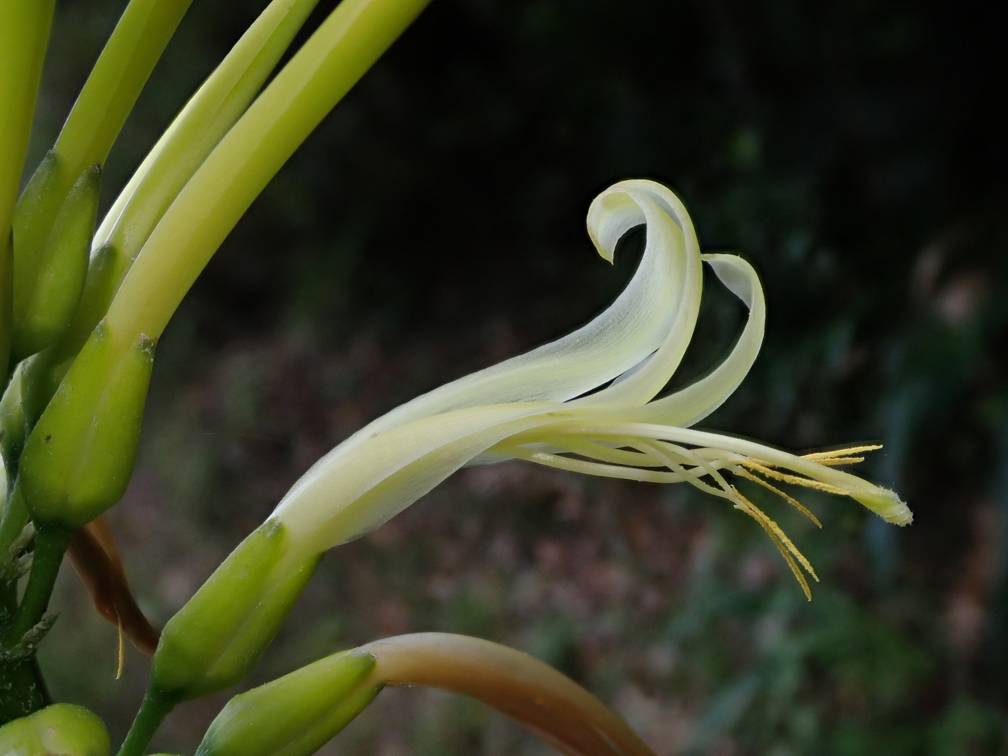 Pitcairnia image