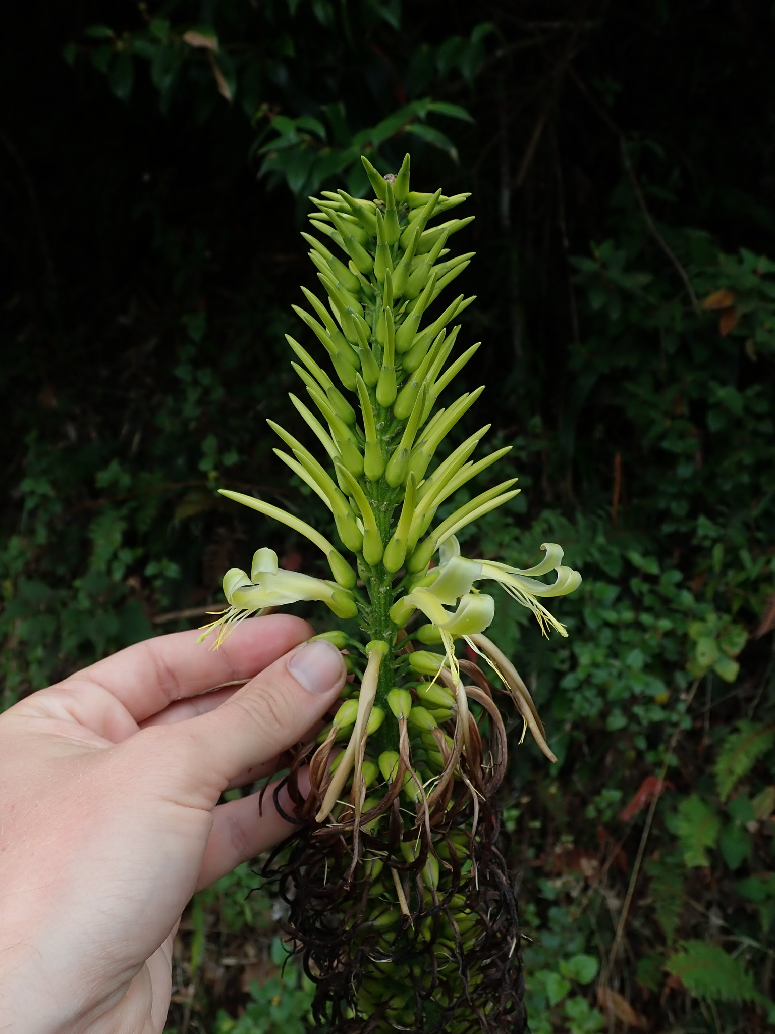 Pitcairnia trianae image