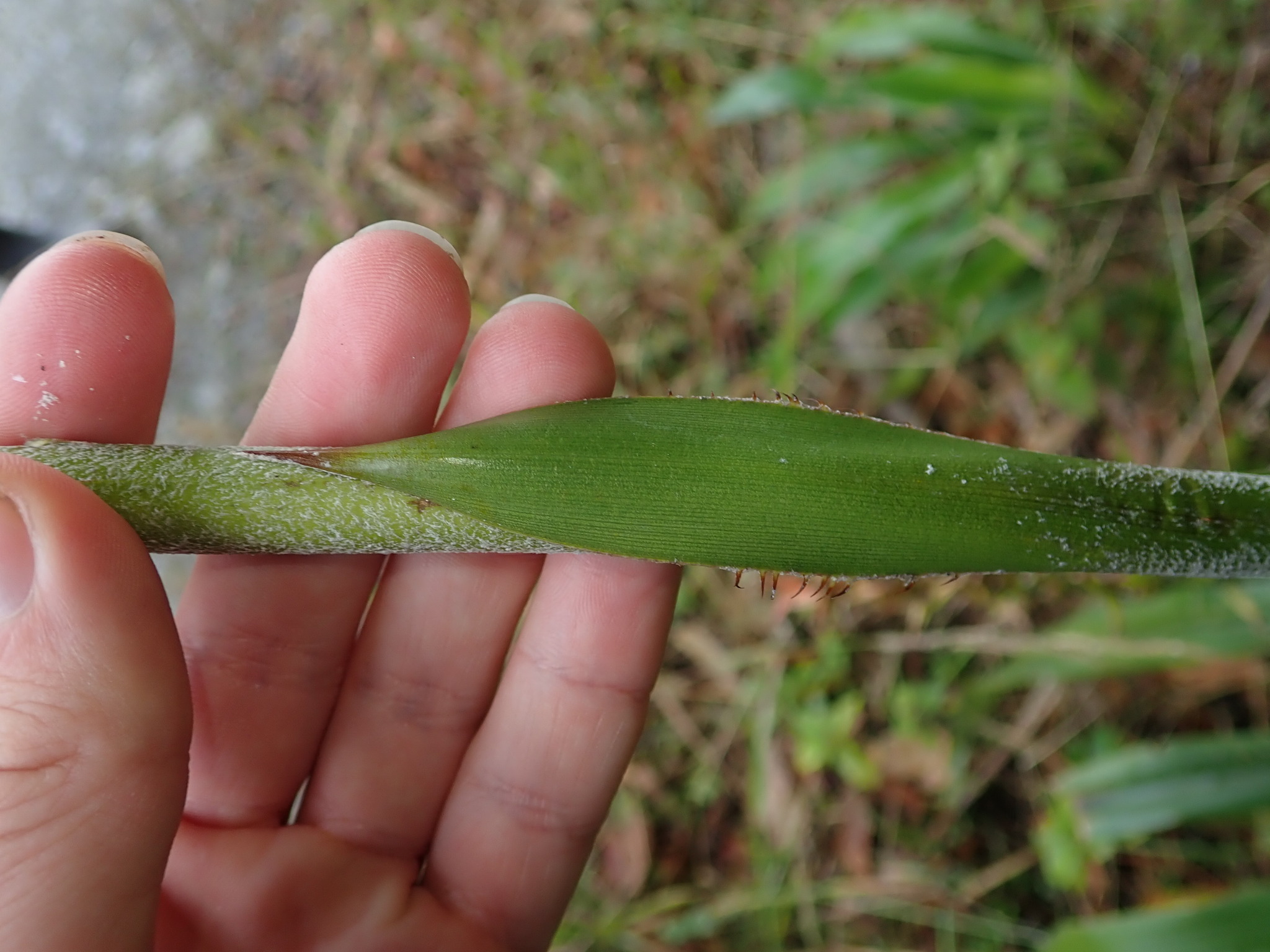 Pitcairnia trianae image
