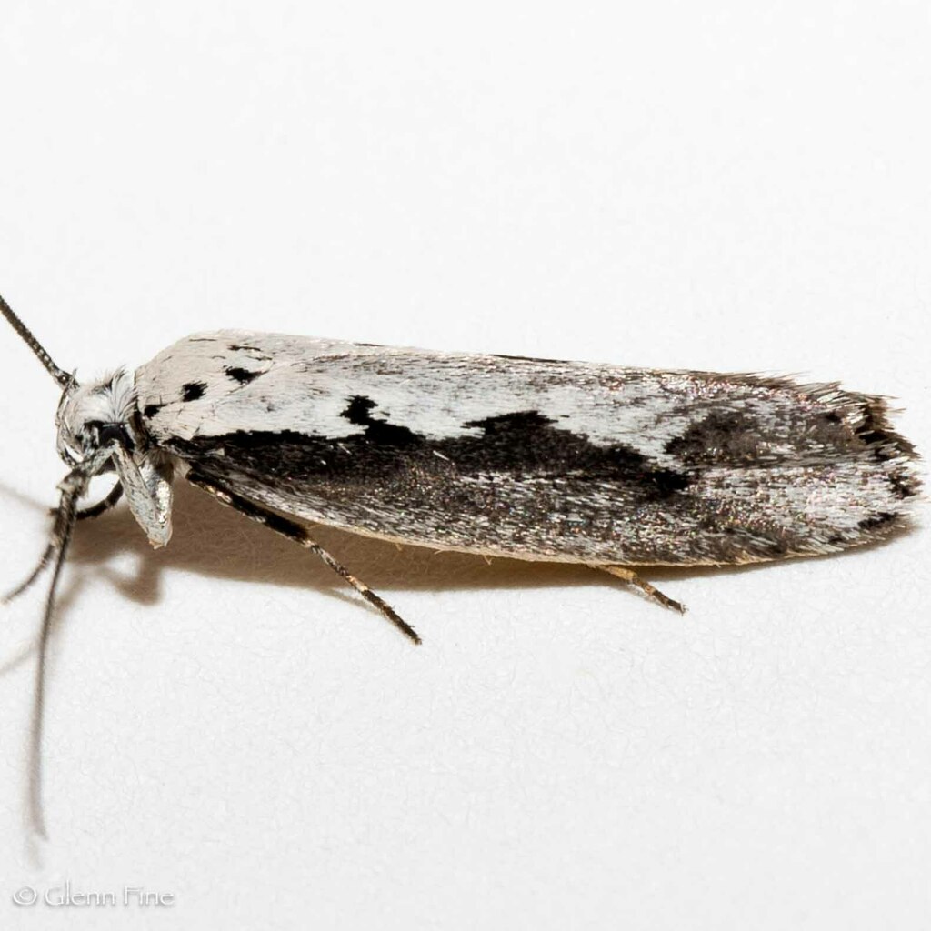 Ethmia arctostaphylella