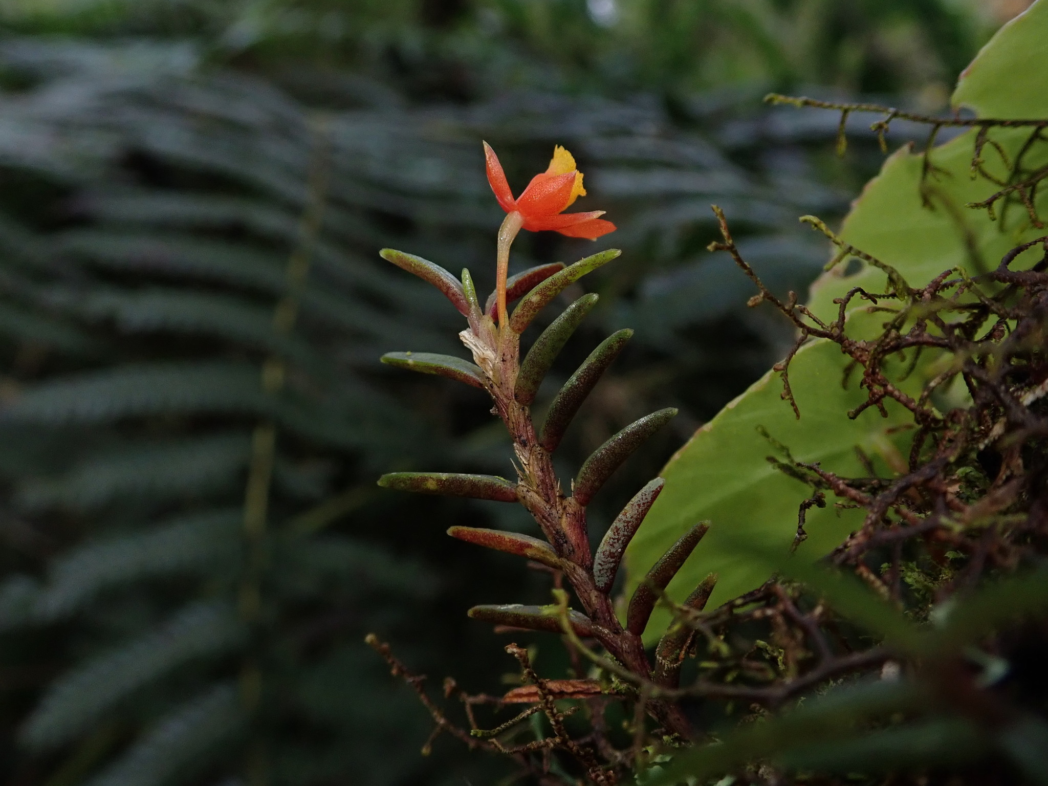 Fernandezia subbiflora image