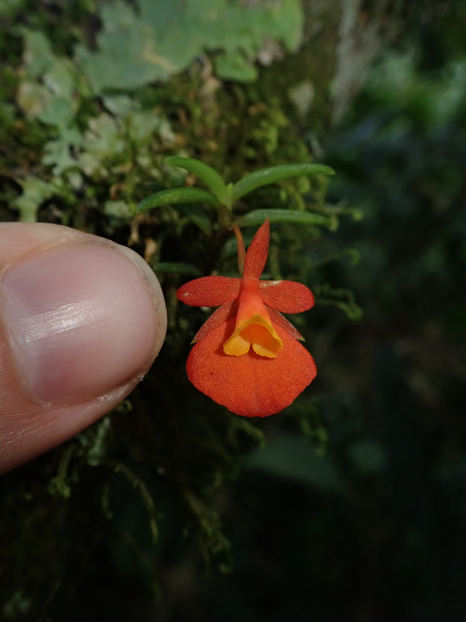 Fernandezia subbiflora image